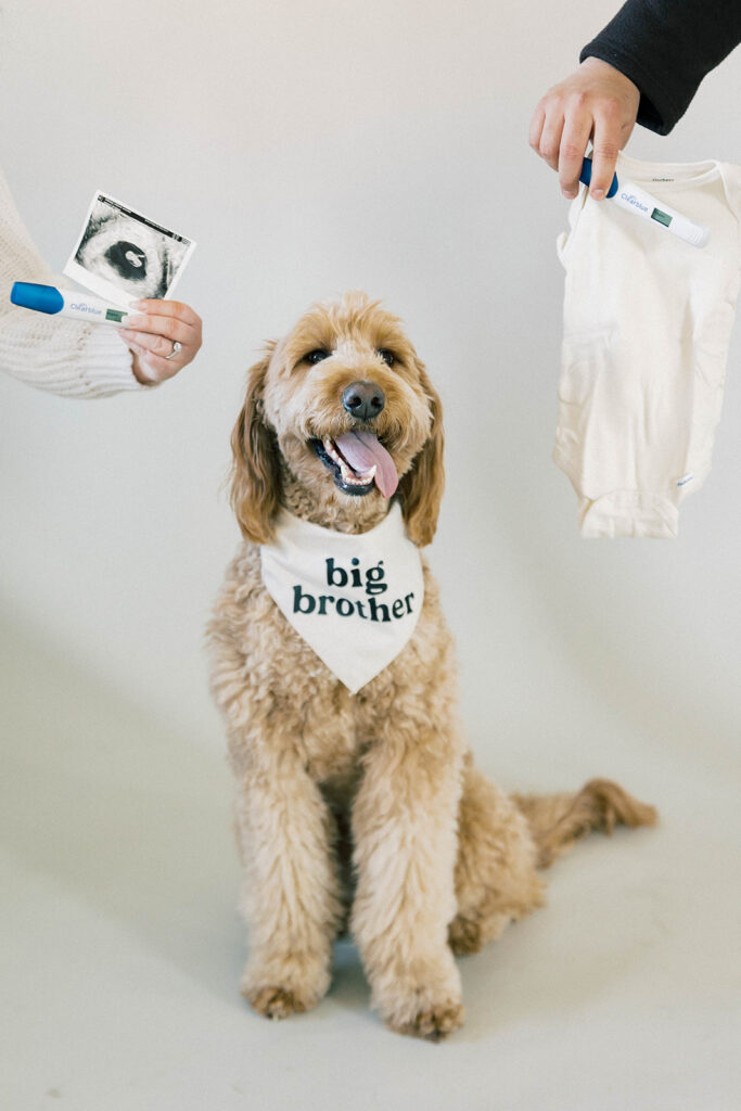 Maternity Session, dog with ultrasound photo and onesie