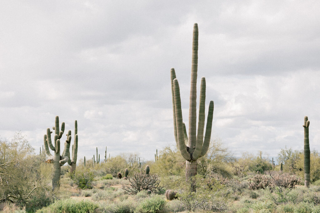Arizona landscape