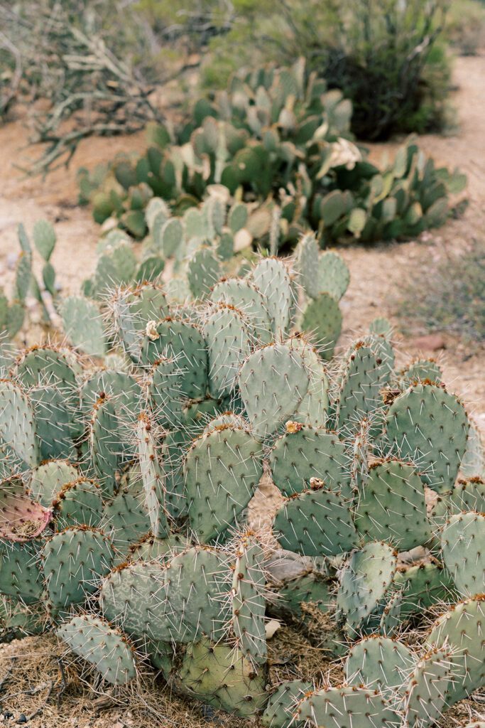 cactus photos