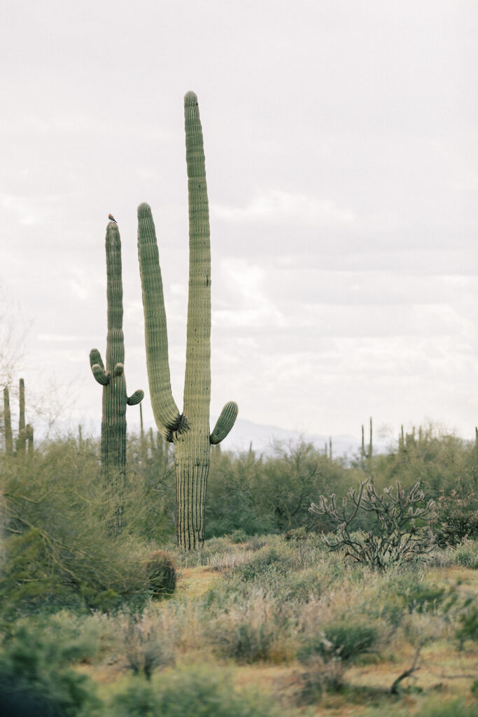 Arizona wedding in the desert
